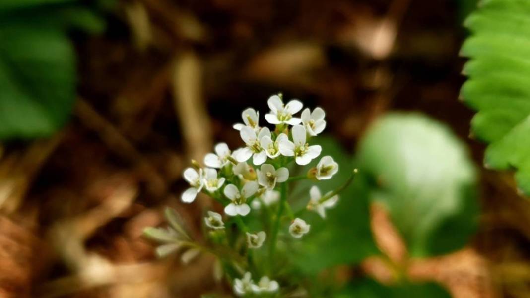 İbrahim Saraçoğlu'ndan hayat kurtaran tarif! Kalp damarlarını temizliyor, tansiyonu dengeliyor: Basurun en kesin çaresi 6